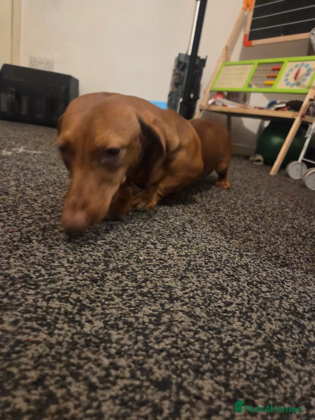 Miniature Dachshund dogs for adoption: Absolutely Heartbreaking Rehoming – Bruno & Dusty - Advert 6