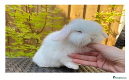 Mini Lop rabbits for sale: Beautiful mini lops for sale  in Nottingham - Image 9