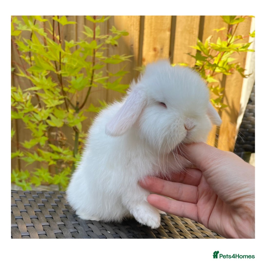 Mini Lop rabbits for sale: Beautiful mini lops for sale  in Nottingham - Image 9