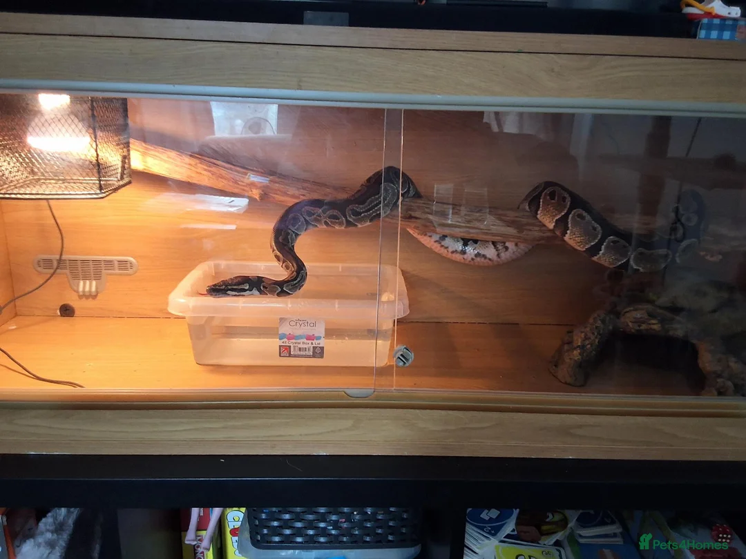 Python Snake reptiles for sale: Ball python  - Advert 1