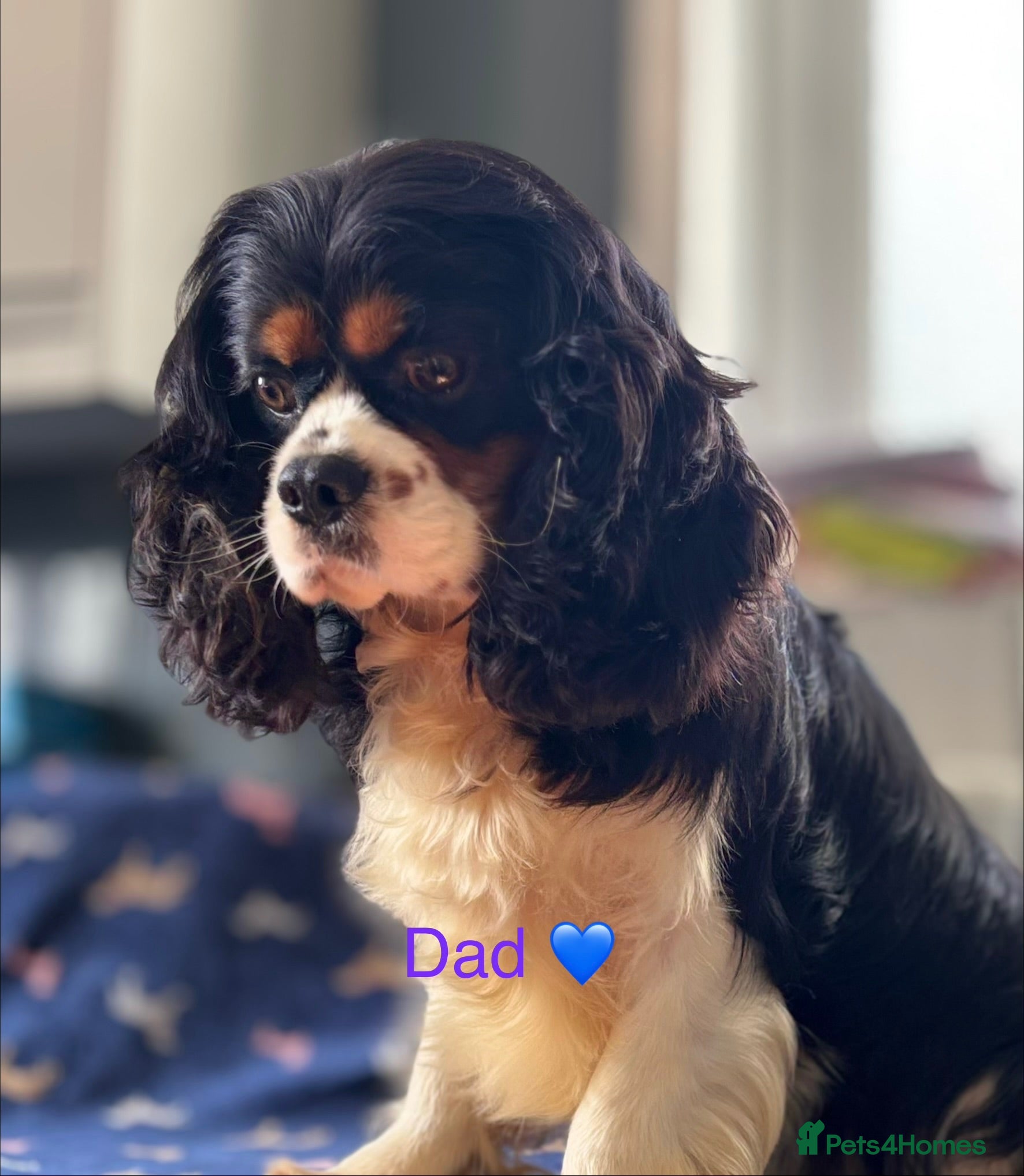 Cavalier King Charles Spaniel dogs 🐶 Health tested Cavalier King Charles Puppies 🐶  - Advert 2