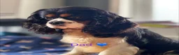 Cavalier King Charles Spaniel dogs for sale: 🐶 Health tested Cavalier King Charles Puppies 🐶  - Advert 2