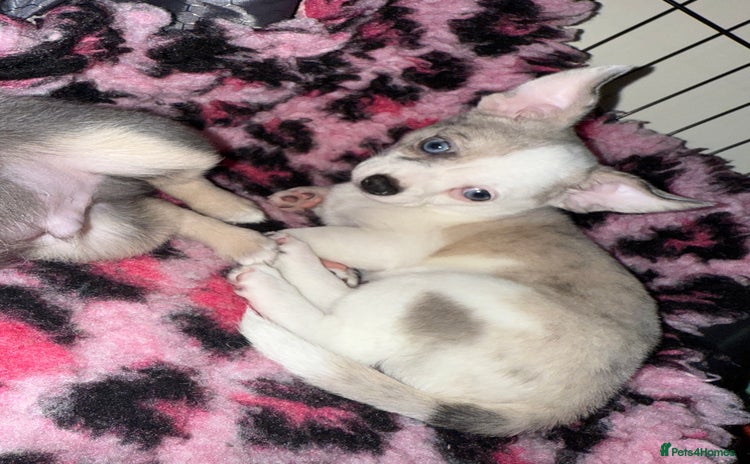 Chihuahua dogs - Advert 2