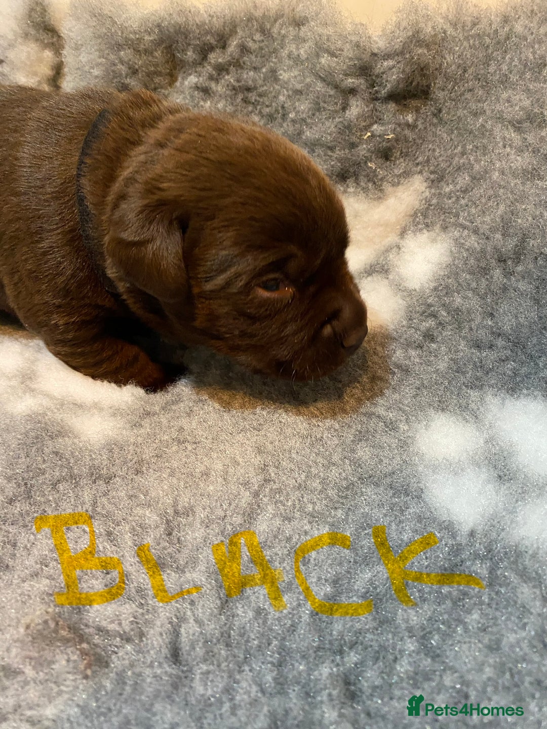 Labrador Retriever dogs for sale: Chocolate Labrador puppies - Advert 16