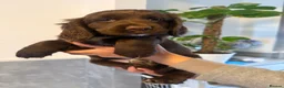 Cocker Spaniel dogs for sale: Beautiful show type cocker spaniel puppies in Worksop - Advert 6