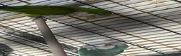 Parrots birds for sale: Quakers - Advert 3