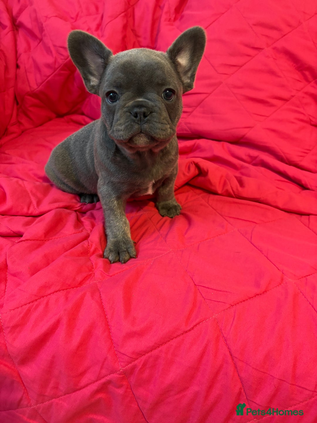 French Bulldog dogs for sale: French bulldog puppies  - Image 5