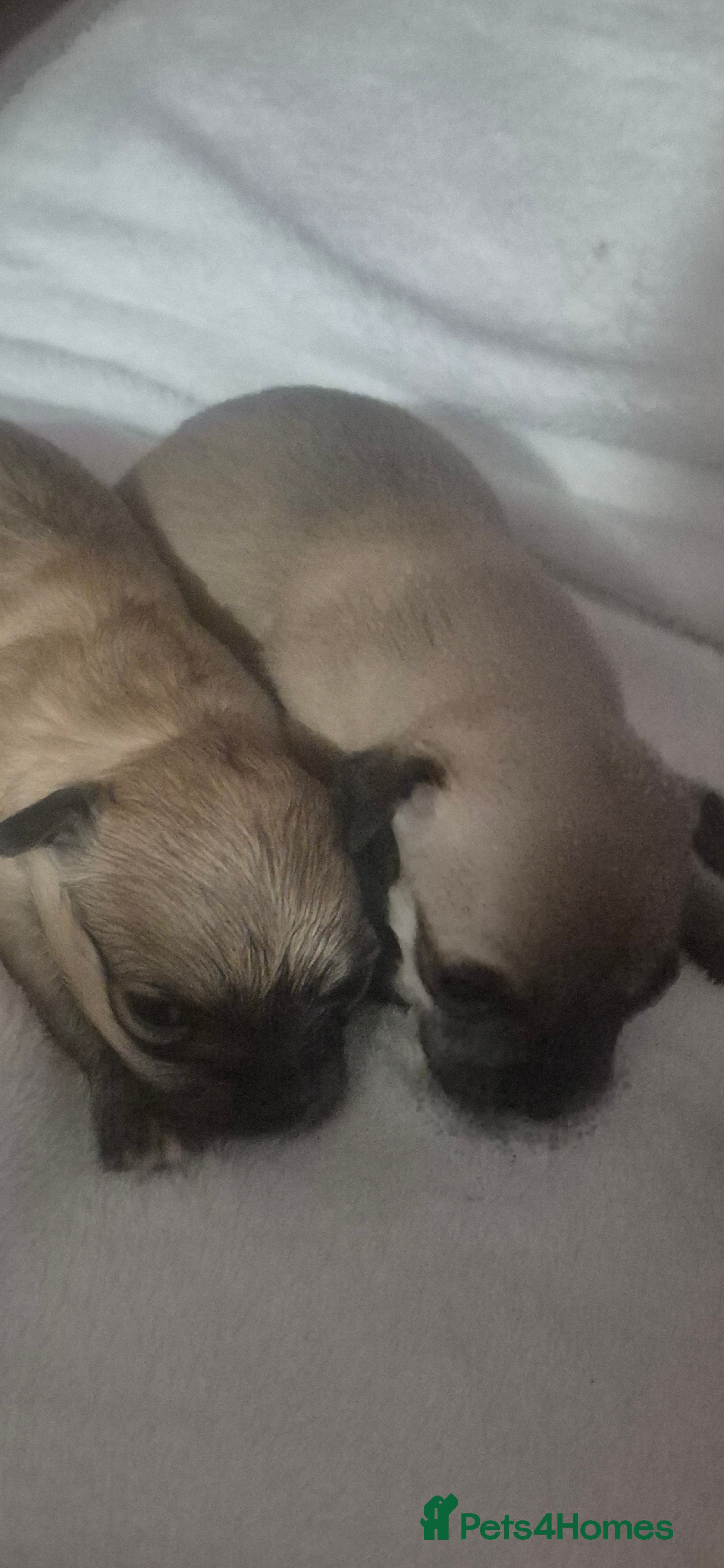 Chihuahua dogs Chihuahua's - Advert 11