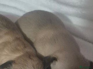 Chihuahua dogs - Advert 18