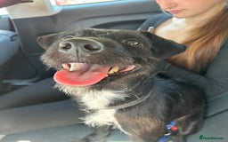 Patterdale Terrier dogs for stud: Black and white patttedale stud  - Image 2