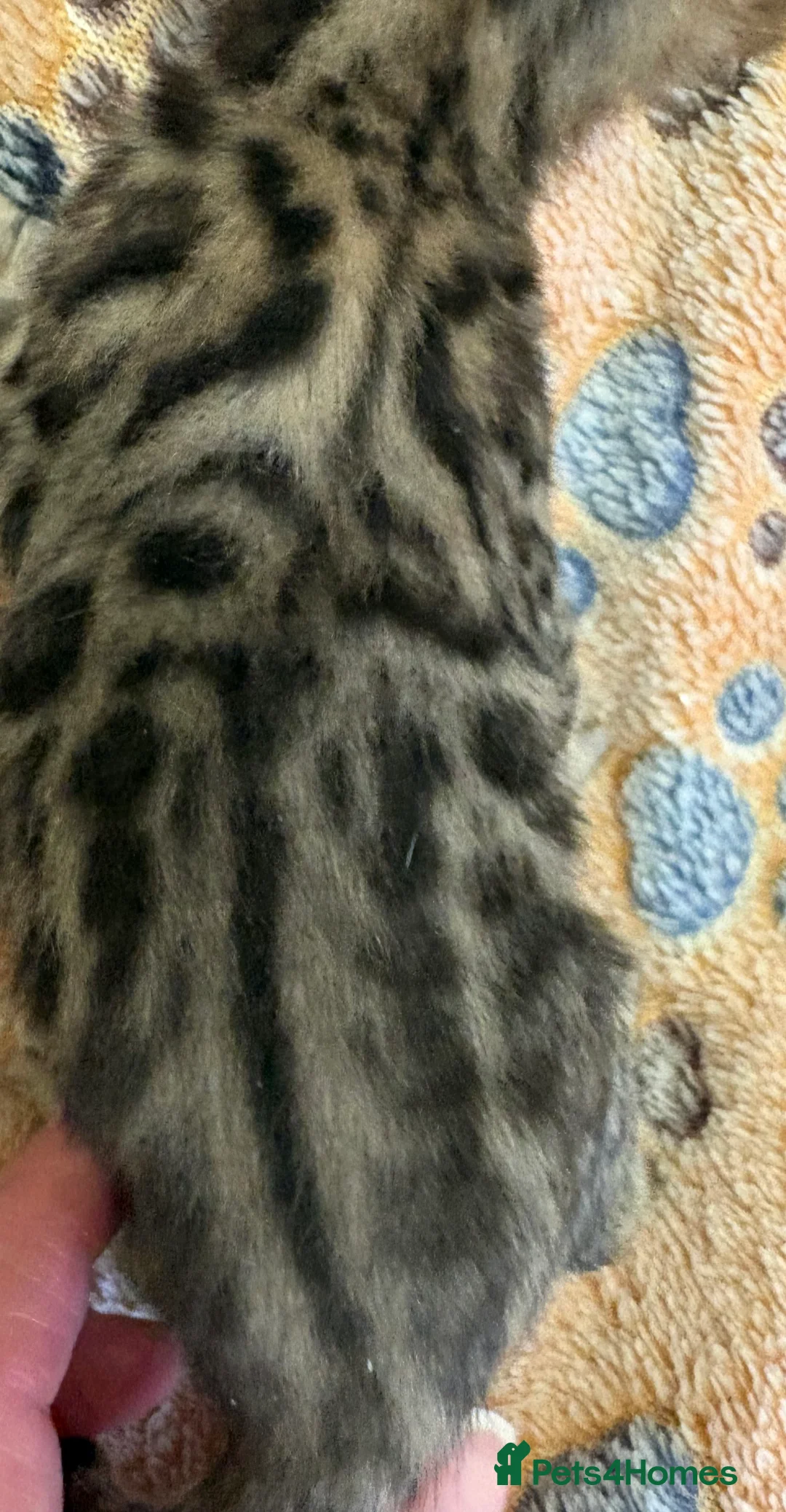 Bengal cats for sale: Stunning Tica reg Bengal kittens  - Advert 18