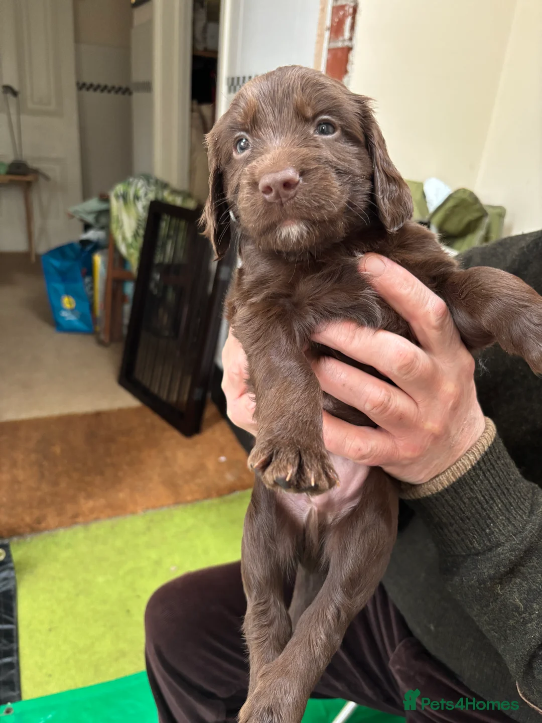 Sprocker dogs for sale: Brown Sprocker Puppies / 2 male, 1 female left - Advert 3