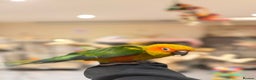 Budgerigars birds for sale: Baby Sun Conure - Advert 5