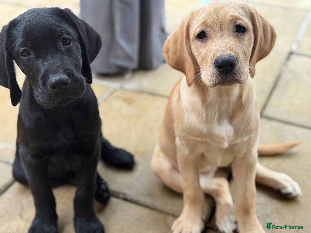 Snow White White Labradors For Sale Near Me White Lab With Blue