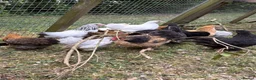 Chickens poultry for sale: Pekin Bantam  in Bury Saint Edmunds - Advert 4