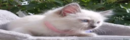 Ragdoll cats for sale: 💙 Blue Point Ragdolls 💙 - Advert 8