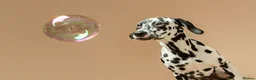Dalmatian dogs for sale: KC Registered Dalmatian Pups Due 18th March - Advert 11