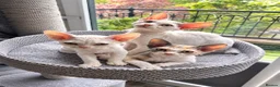 Devon Rex cats for sale:      🐾 Two Beautiful Devon Rex Kittens  - Advert 1
