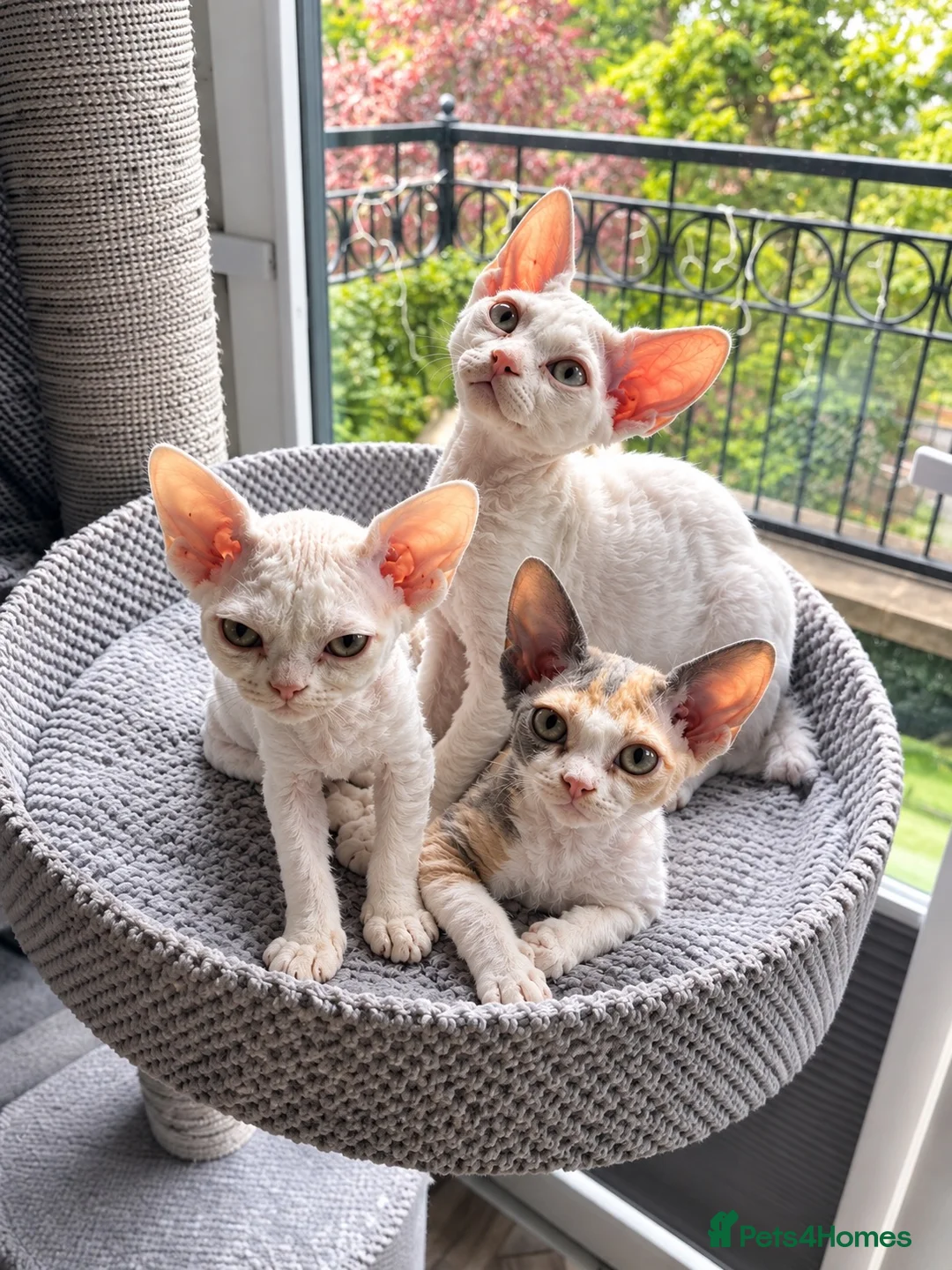 Devon Rex cats for sale:      🐾 Two Beautiful Devon Rex Kittens  - Advert 1