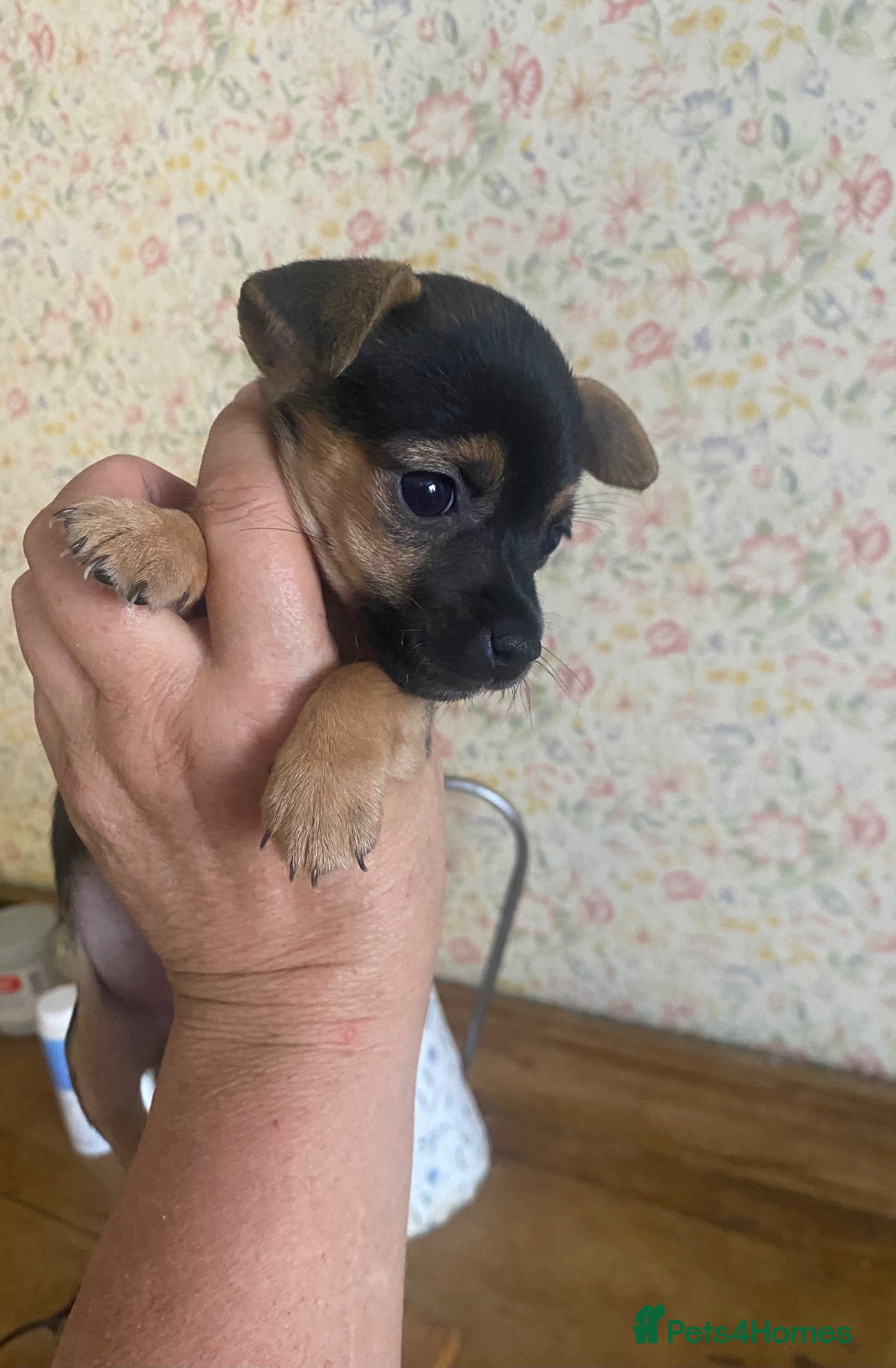 Jack Russell dogs Much Wenlock BLACK-TAN GIRL Jack Russell Pups  - Advert 1