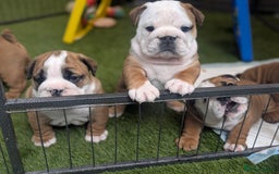 English Bulldog dogs for sale: Champion sired female puppy available  - Image 4