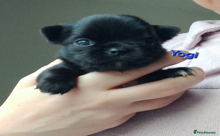 Chihuahua dogs ❤️‍🔥Dna tested parents❤️‍🔥Long-coat 2boys  - Advert 4