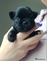 Chihuahua dogs ❤️🔥Dna tested parents❤️🔥Long-coat 2boys - Advert 7