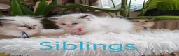 Ragdoll cats for sale: PUREBRED RAGDOLL KITTENS GCCF REGISTERED  - Advert 18