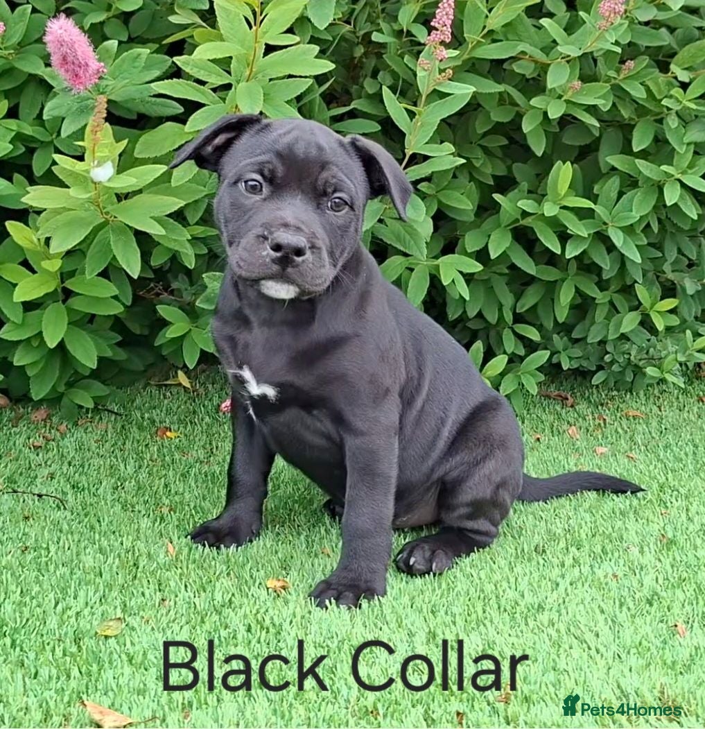 Staffordshire Bull Terrier dogs Classic Staffordshire Bull Terrier Puppies  - Advert 2