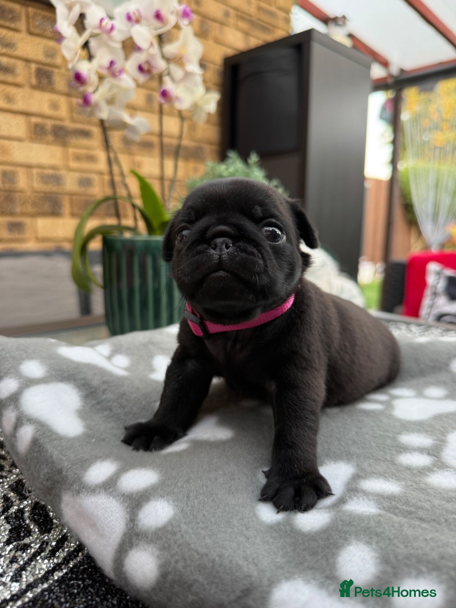 Pug dogs Pug Puppies ❤️🩵🩷💙💚💛 - Advert 2