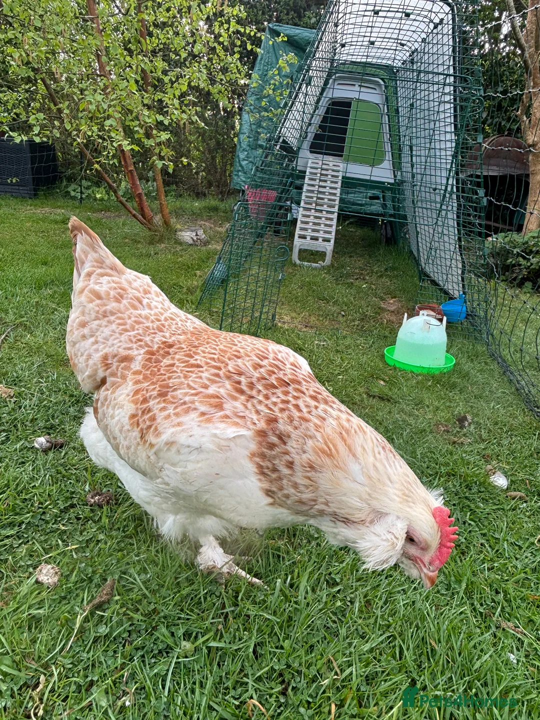 Hens poultry for sale: Two Faverolles Pure Breed Hens in Mayfield - Advert 2