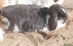 Mini Lop rabbits for sale: 🐰For Adoption Rocket is Looking Forever Home 🚀💚 - Image 3