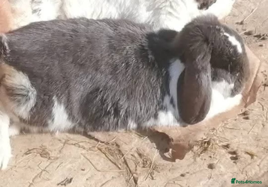 Mini Lop rabbits for sale: 🐰For Adoption Rocket is Looking Forever Home 🚀💚 - Image 3