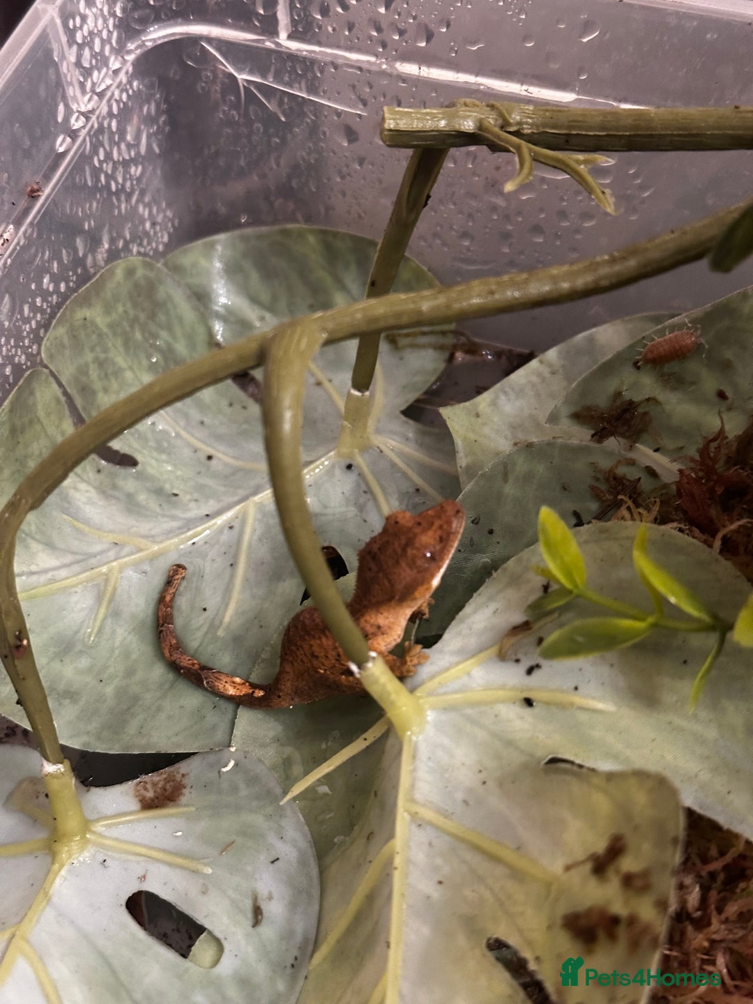 Gecko reptiles for sale: Beautiful Dalmatian Crested Gecko - Image 22