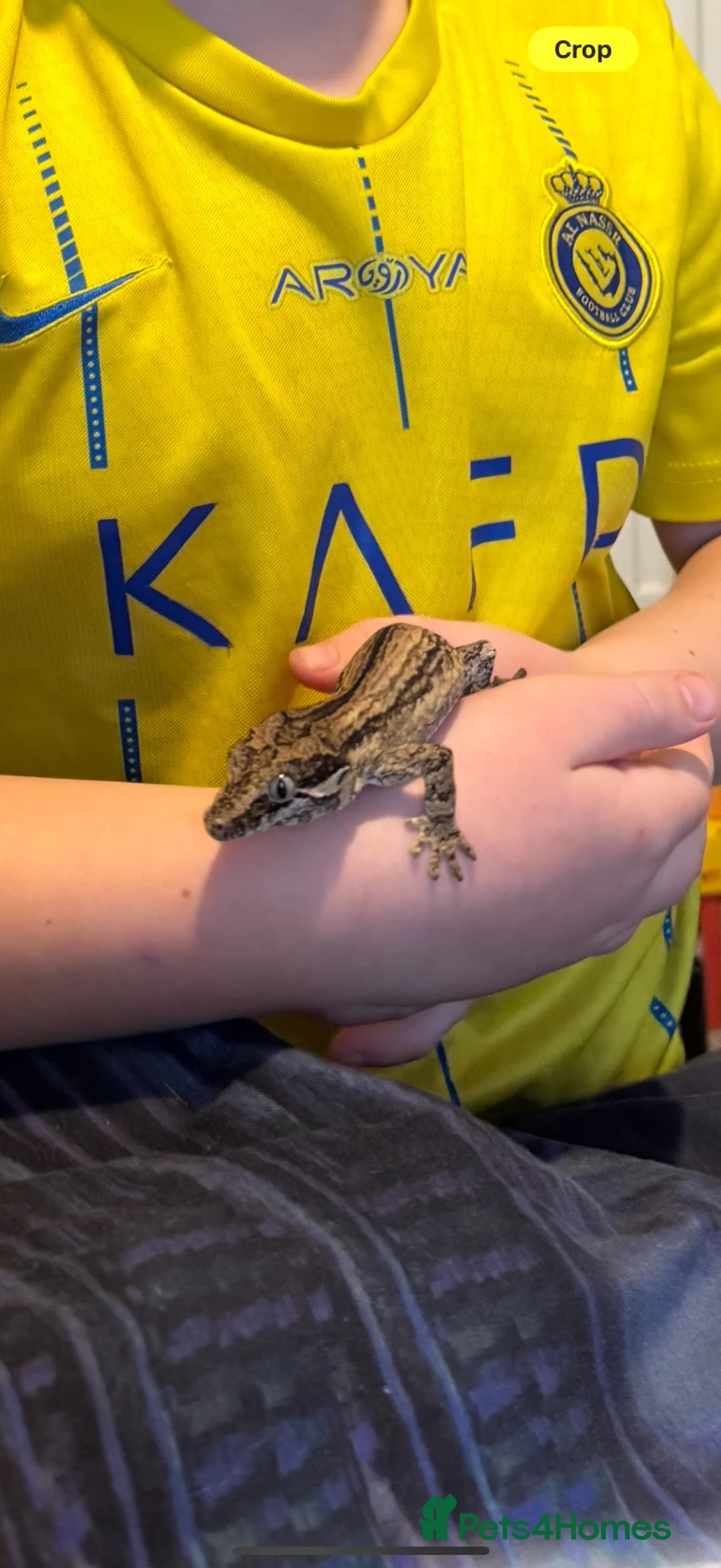 Gecko reptiles for sale: Young gargoyle gecko - Advert 2