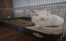 Lionhead rabbits for sale: Lionhead bunny  - Image 5