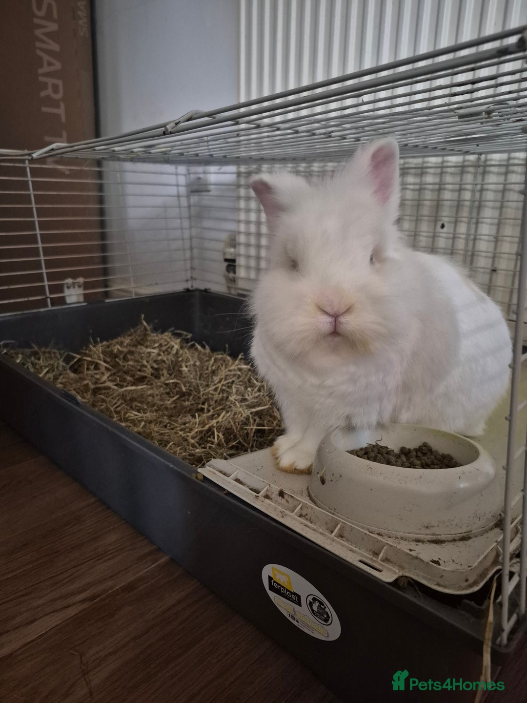Lionhead rabbits for sale: Lionhead bunny  - Image 5
