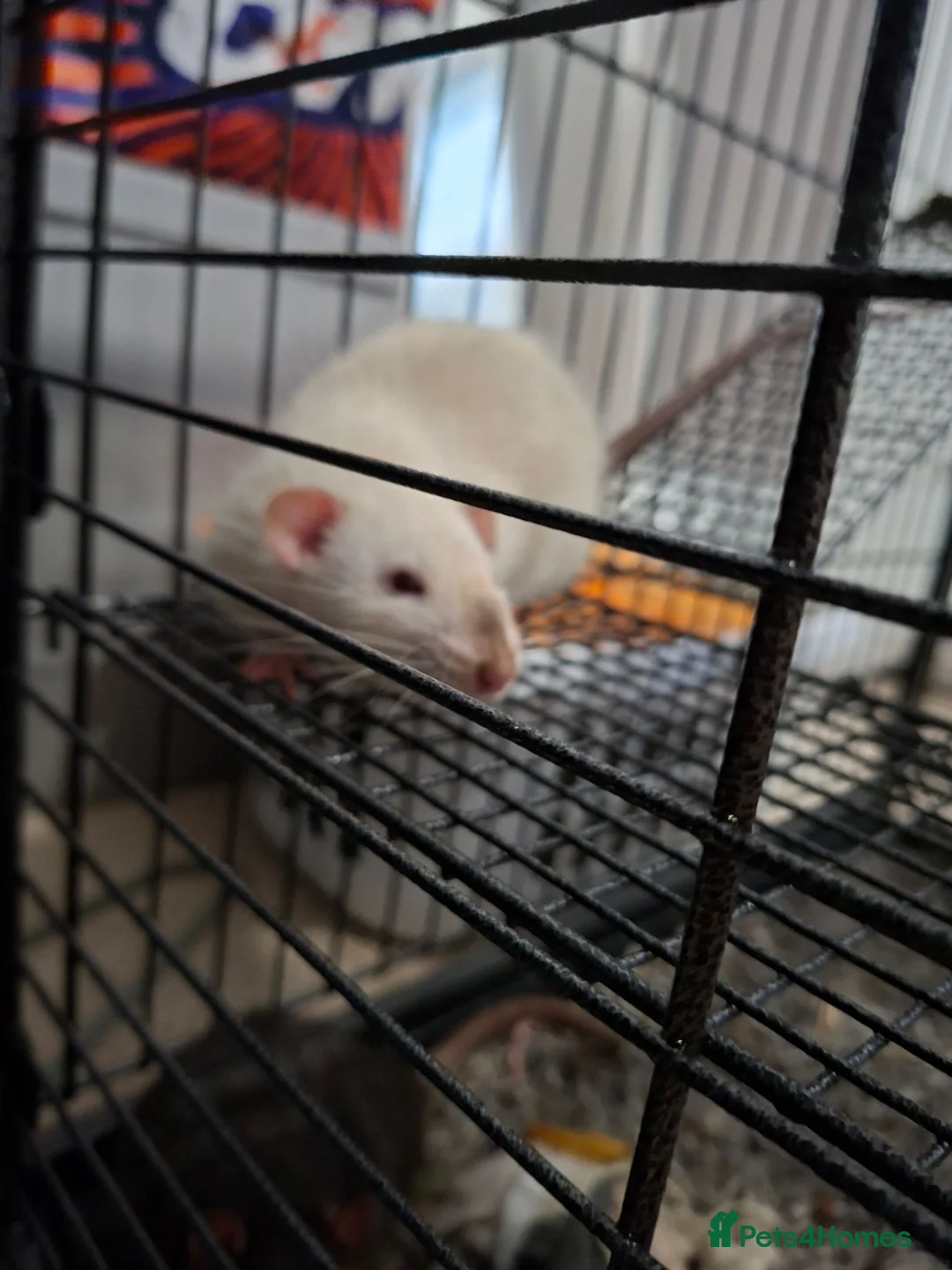 Rat rodents for sale: 2 Boy Rats in Tunbridge Wells - Advert 2