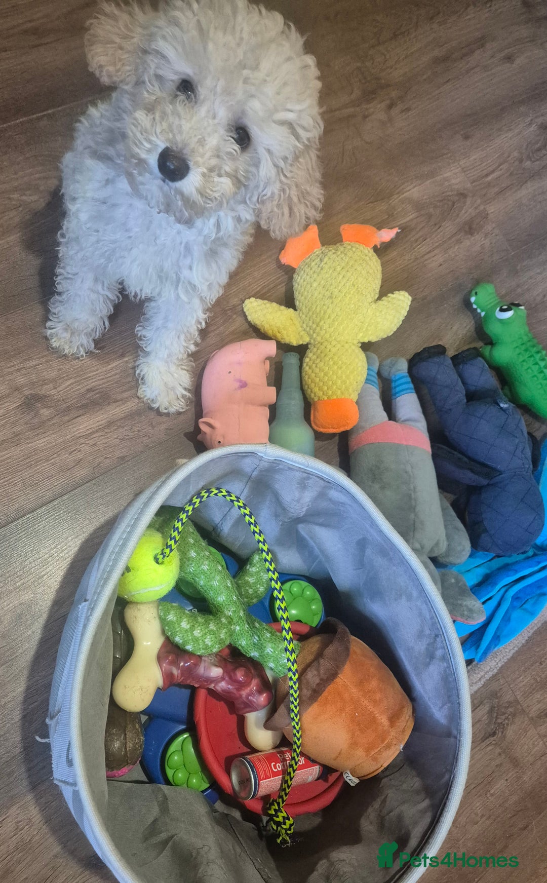 Maltipoo dogs for sale: Loving Home Needed for Maltipoo baby - Advert 3