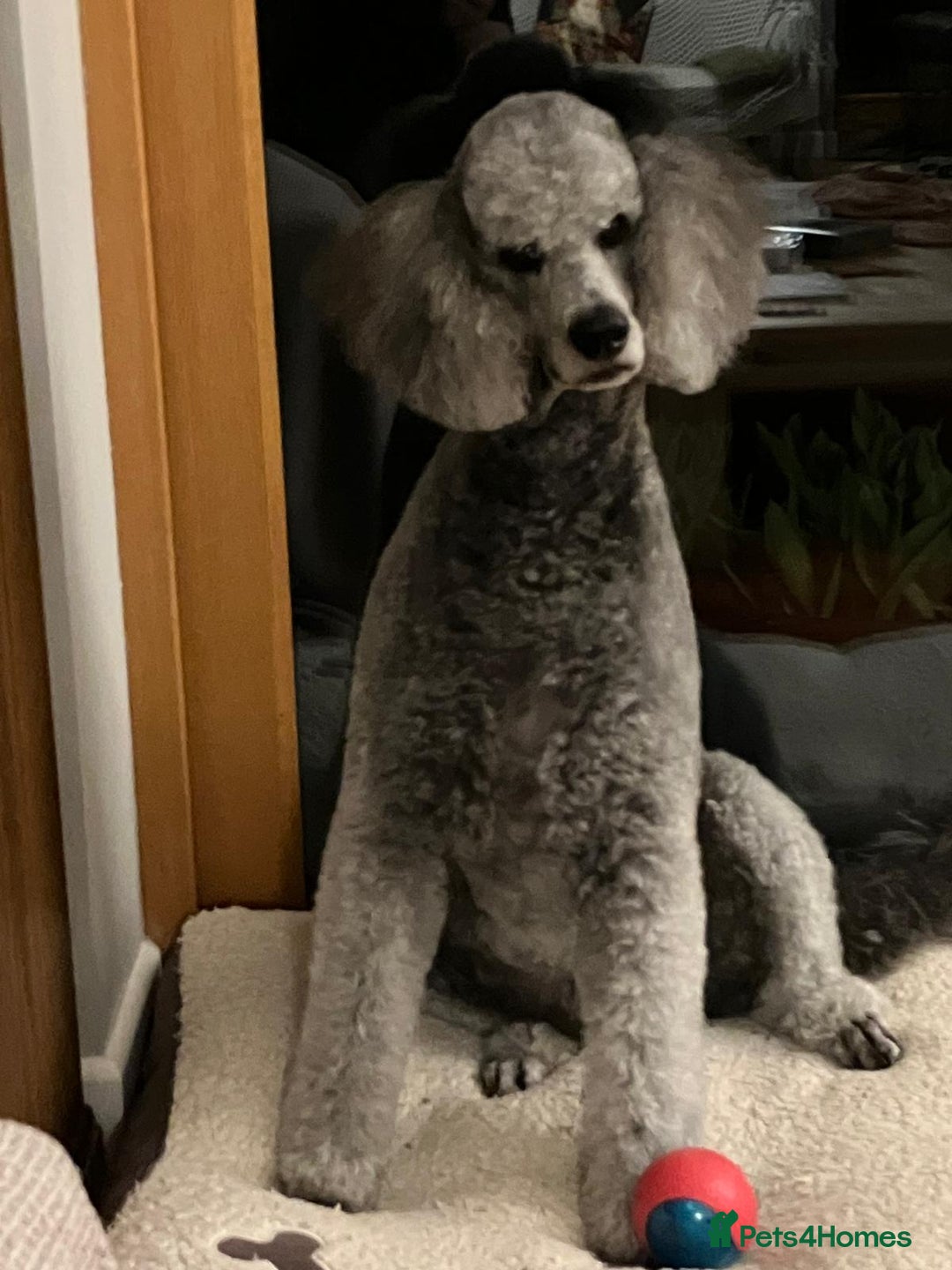 Mixed Breed dogs for sale: Deer Doodle Puppies - Advert 1