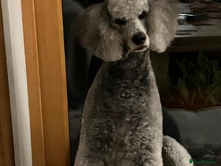 Mixed Breed dogs Deer Doodle Puppies - Advert 11