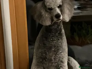 Mixed Breed dogs Deer Doodle Puppies - Advert 1