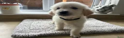 Golden Retriever dogs for sale: Gorgeous golden retriever pups - Advert 24