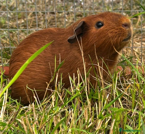 Guinea Pig rodents - Advert 1