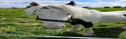Irish Cob horses for sale: Rising 2 year old  piebald cob colt  - Advert 1