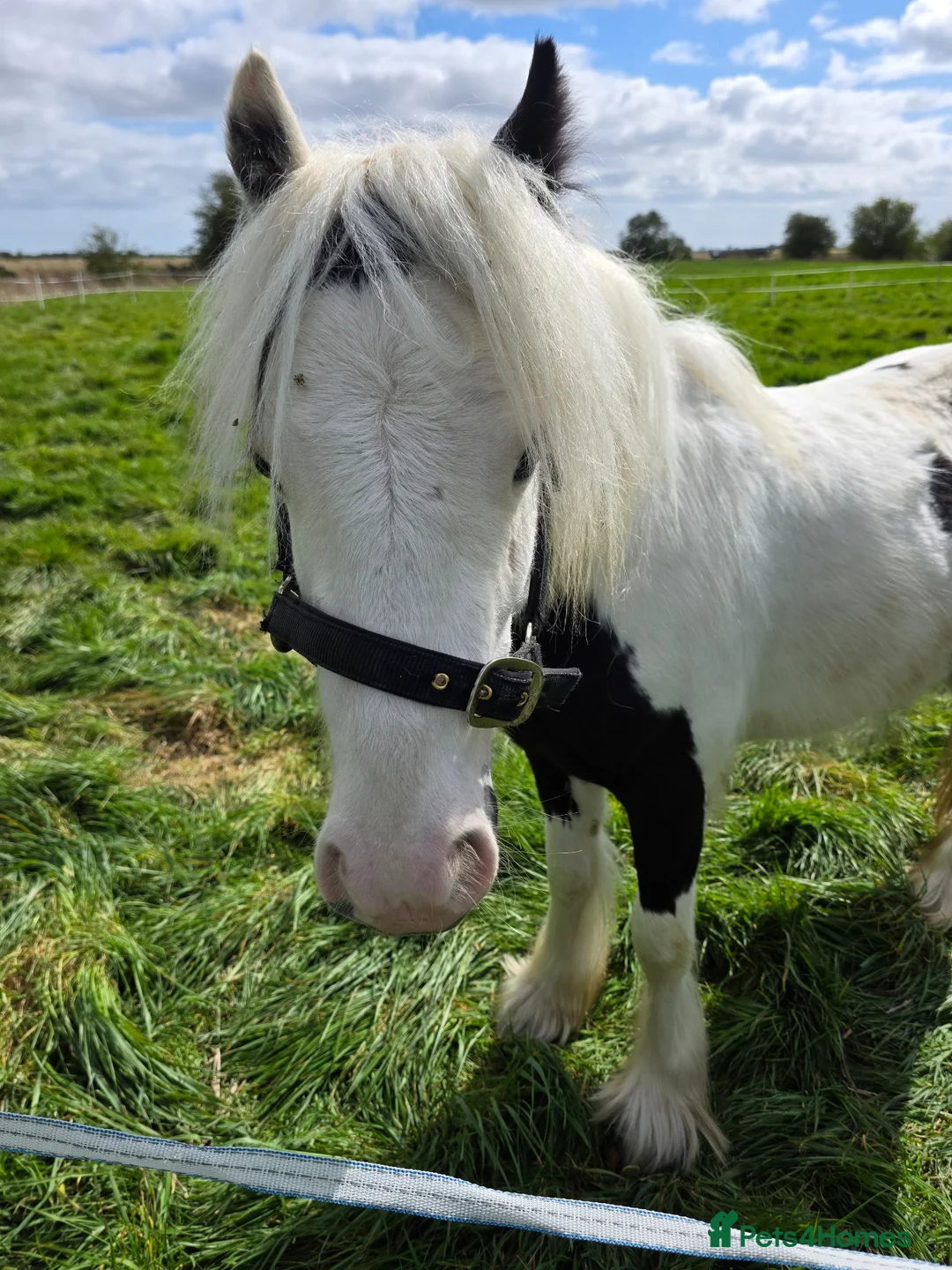Irish Cob horses for sale: Rising 2 year old  piebald cob colt  - Advert 1