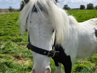 Irish Cob horses Rising 2 year old piebald cob colt - Advert 5