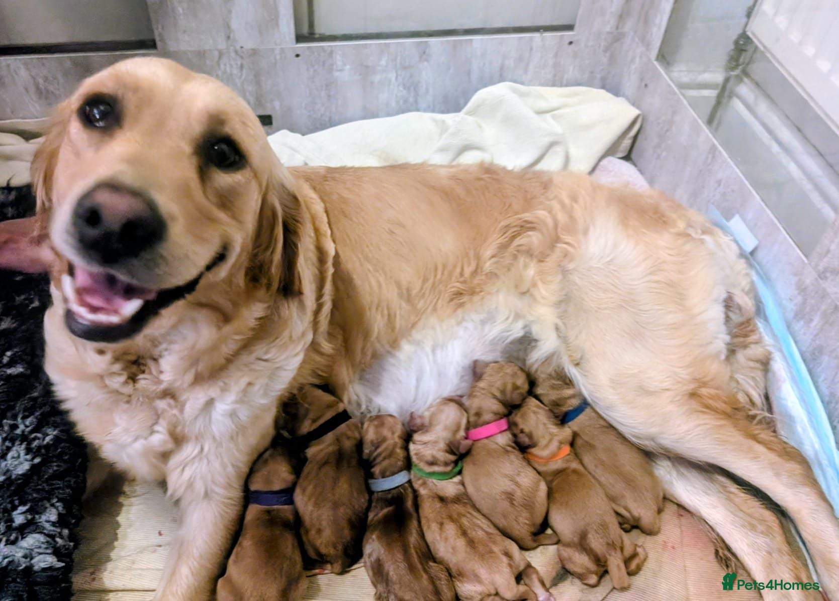 Golden Retriever dogs Champion Pedigree Puppies - Advert 1