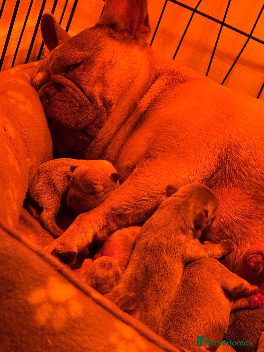 French Bulldog dogs for sale: Stunning boy Available  - Image 5