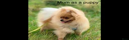 Pomeranian dogs for sale: 2 adorable Pomeranian’s remaining - Advert 11